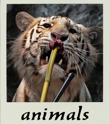 Animals logo.jpg